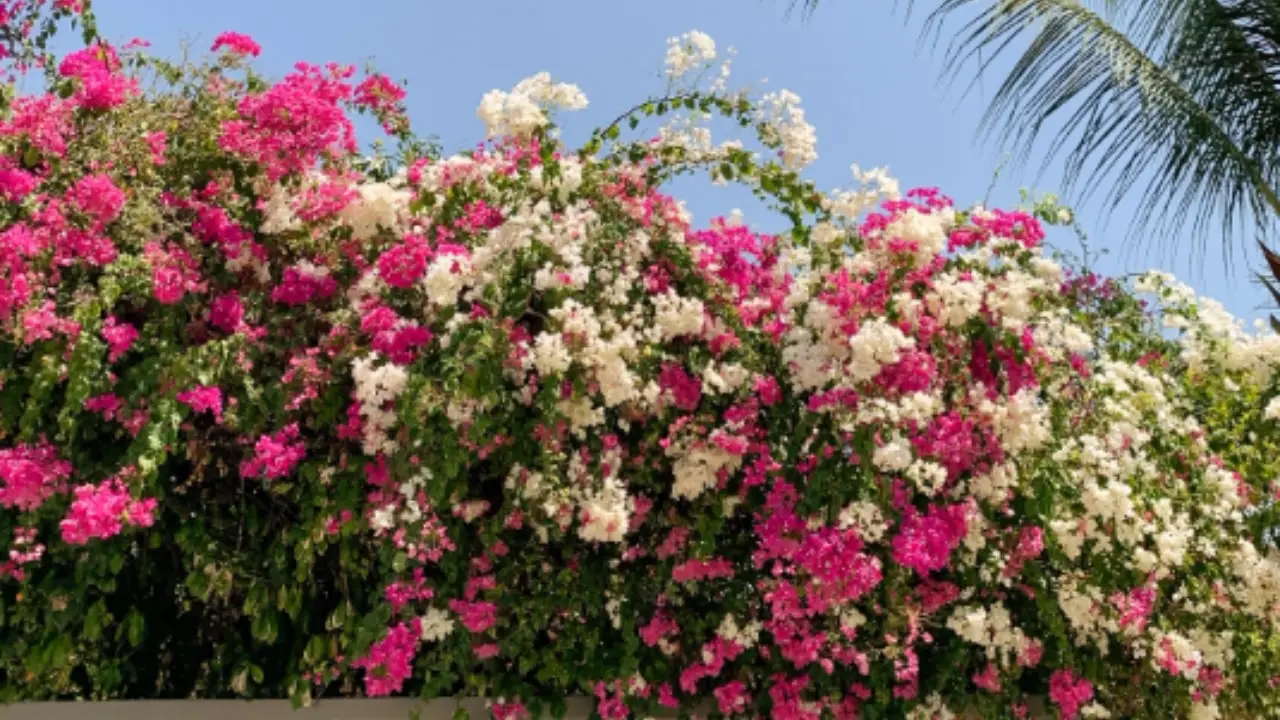 Miglior concime per il bouganville: ecco quale utilizzare